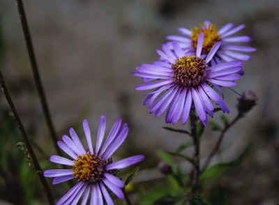 紫色有花瓣的花
